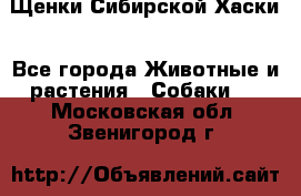 Щенки Сибирской Хаски - Все города Животные и растения » Собаки   . Московская обл.,Звенигород г.